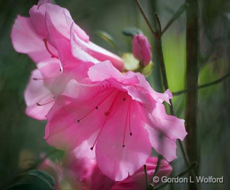 Azaleas_55784.jpg - Photographed near Dauphin Island, Alabama, USA.