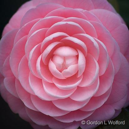 Camellia_55775.jpg - Photographed near Dauphin Island, Alabama USA.