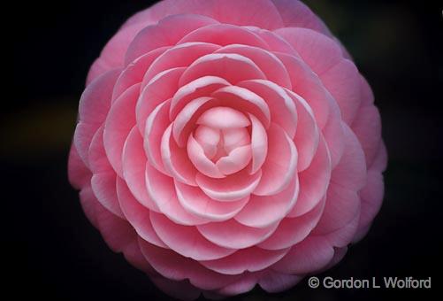 Camellia_557756v2.jpg - Photographed near Dauphin Island, Alabama USA.