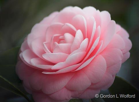 Camellia_55777v2.jpg - Photographed near Dauphin Island, Alabama USA.