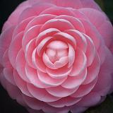 Camellia_55775