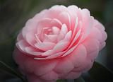 Camellia_55777v2