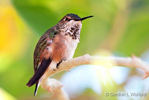 Hummingbird_76634.jpg - Photographed in the Sonoran Desert west of Tucson, Arizona, USA. 