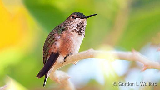 Hummingbird_76634v2.jpg - Photographed in the Sonoran Desert west of Tucson, Arizona, USA. 