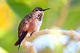 Hummingbird_76634