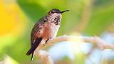 Hummingbird_76634v2