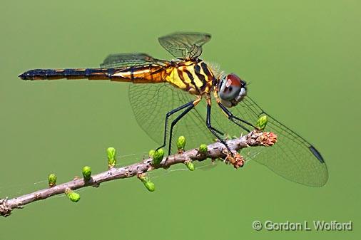 Dragonfly_45998.jpg - Photographed at Lake Martin near Breaux Bridge, Louisiana, USA.