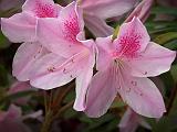 Azaleas_9425