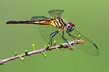 Dragonfly_45998