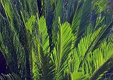 Fronds_26310