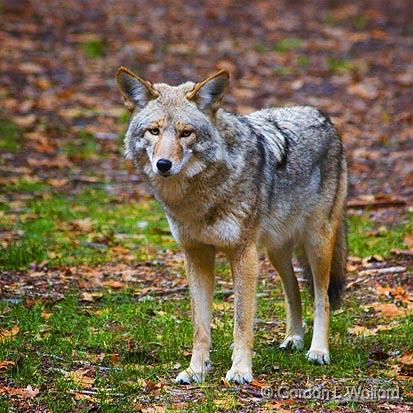 Coyote_23437.jpg - Coyote (Canis latrans) photographed in Yosemite National Park, California, USA.