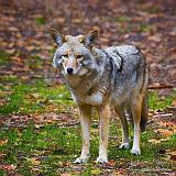 Coyote_23437