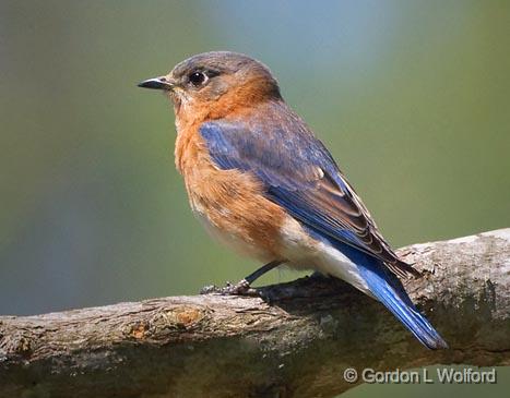 Bluebird_47349.jpg - Eastern Bluebird (Sialia sialis) photographed near Grenada, Mississippi, USA.