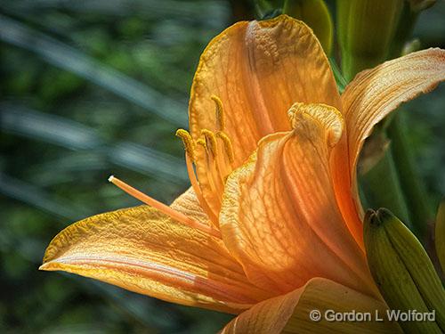 Daylily_DSCF06410.jpg - Photographed near West Salem, Ohio, USA.