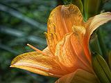 Daylily_DSCF06410