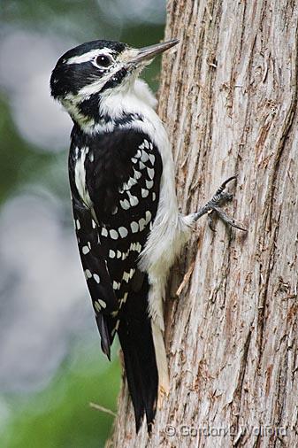 gordon wolford photography ontario central ontario birds gordon wolford photography ontario central ontario birds