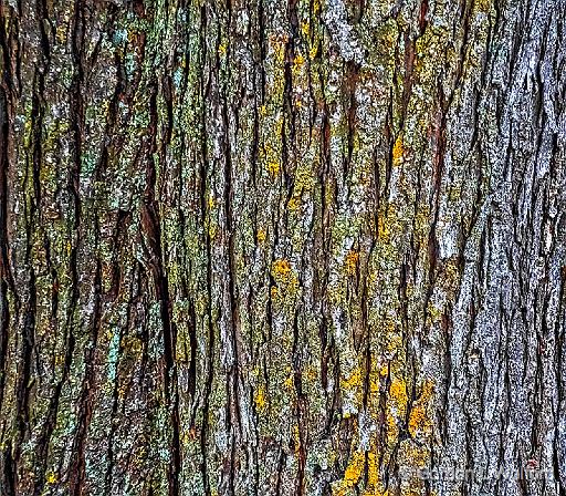 Bark_DSCF5266.jpg - Photographed at Smiths Falls, Ontario, Canada.