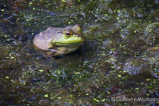 Bullfrog_11039.jpg - American Bullfrog (Rana catesbeiana) photographed near Carleton Place, Ontario, Canada.