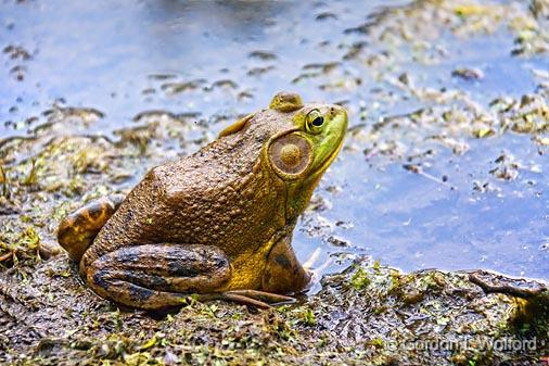 Bullfrog_11041.jpg - American Bullfrog (Rana catesbeiana) photographed near Carleton Place, Ontario, Canada.