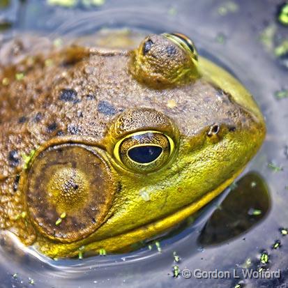 Bullfrog_11049.jpg - American Bullfrog (Rana catesbeiana) photographed near Carleton Place, Ontario, Canada.