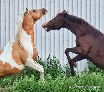 Horseplay_10758.jpg - Photographed near Smiths Falls, Ontario, Canada.