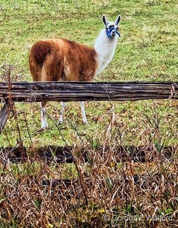 Llama_DSCF02606.jpg - Photographed at Smiths Falls, Ontario, Canada.