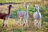 Alpacas_19425