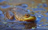 Bullfrog_08049