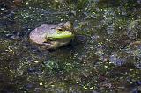 Bullfrog_11039