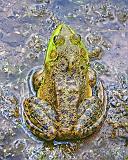 Bullfrog_11047