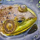Bullfrog_11049