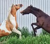 Horseplay_10758