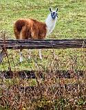 Llama_DSCF02606
