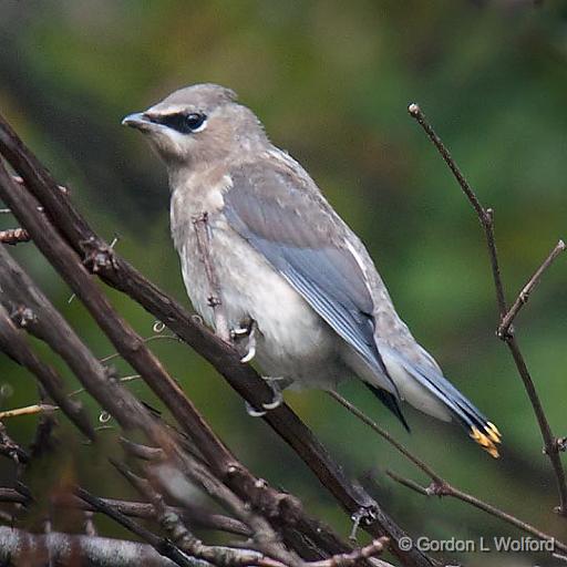 gordon wolford photography ontario eastern ontario birds gordon wolford photography ontario eastern ontario birds