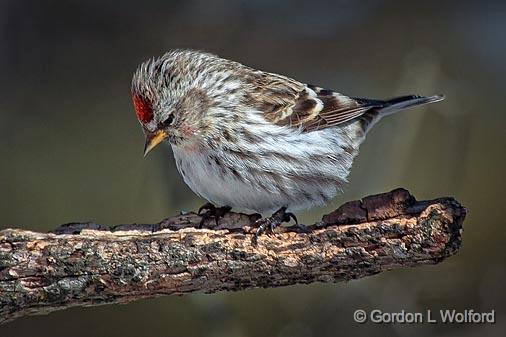 gordon wolford photography ontario eastern ontario birds gordon wolford photography ontario eastern ontario birds