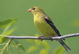 Goldfinch_49006