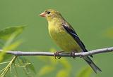 Goldfinch_49006