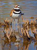 Killdeer_53049