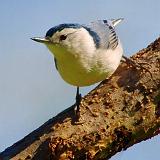 Nuthatch_48047