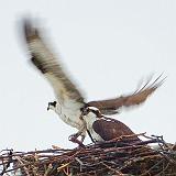 Ospreys_DSCF00451