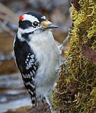 Woodpecker_47869