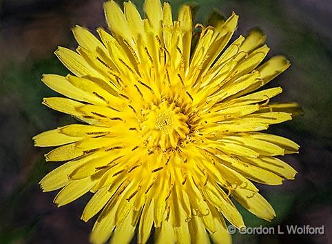 Dandelion_26557-66.jpg - Photographed at Smiths Falls, Ontario, Canada.