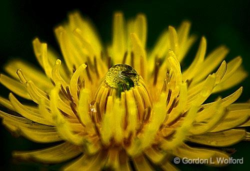 Dandelion_48240.jpg