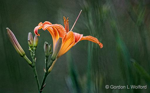 Daylily_26989.jpg - Photographed near Port Elmsley, Ontario, Canada.