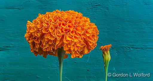 Marigolds_P1140794-5.jpg - Photographed near Smiths Falls, Ontario, Canada.