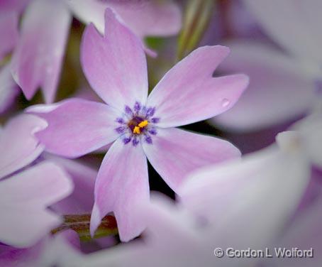 Phlox_48925.jpg - Photographed near Ottawa, Ontario - the Capital of Canada.