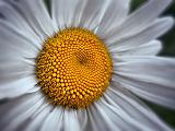 Daisy_00993-4