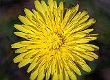 Dandelion_26557-66