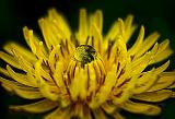 Dandelion_48240