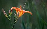 Daylily_26989